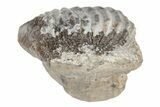 Fossil Crusher Shark (Ptychodus) Tooth - Kansas #208344-1